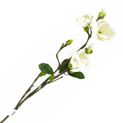 Flor Magnolia Blanca 